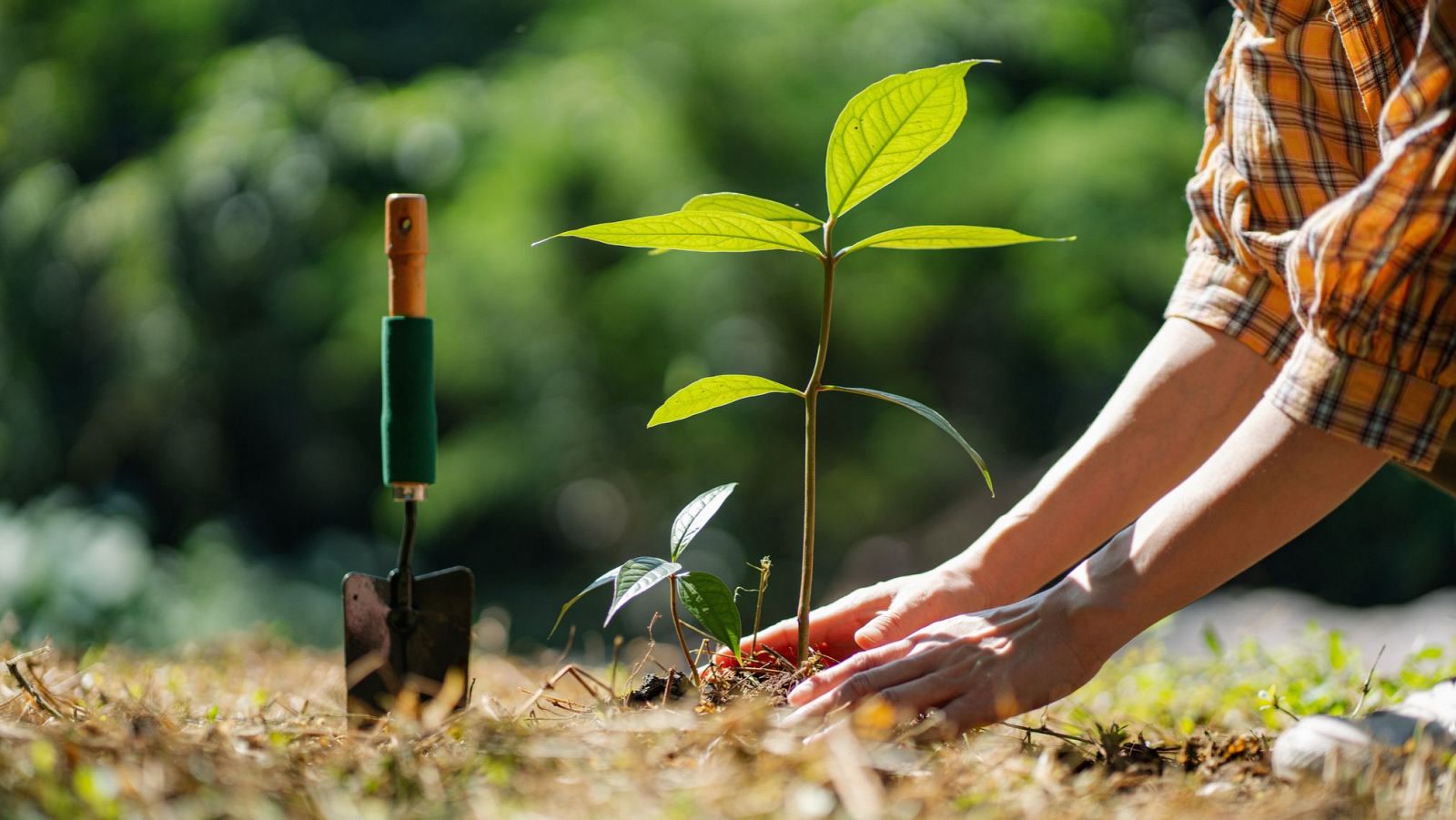 Pessoa plantando uma muda no solo com uma pá de jardinagem